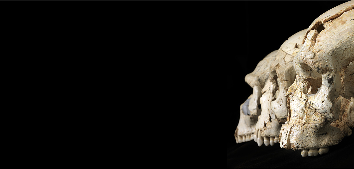 Crânes d'hominines provenant du site de Sima de los Huesos (Espagne), où des milliers d'os et de fragments d'os ont été exhumés depuis sa découverte en 1984.