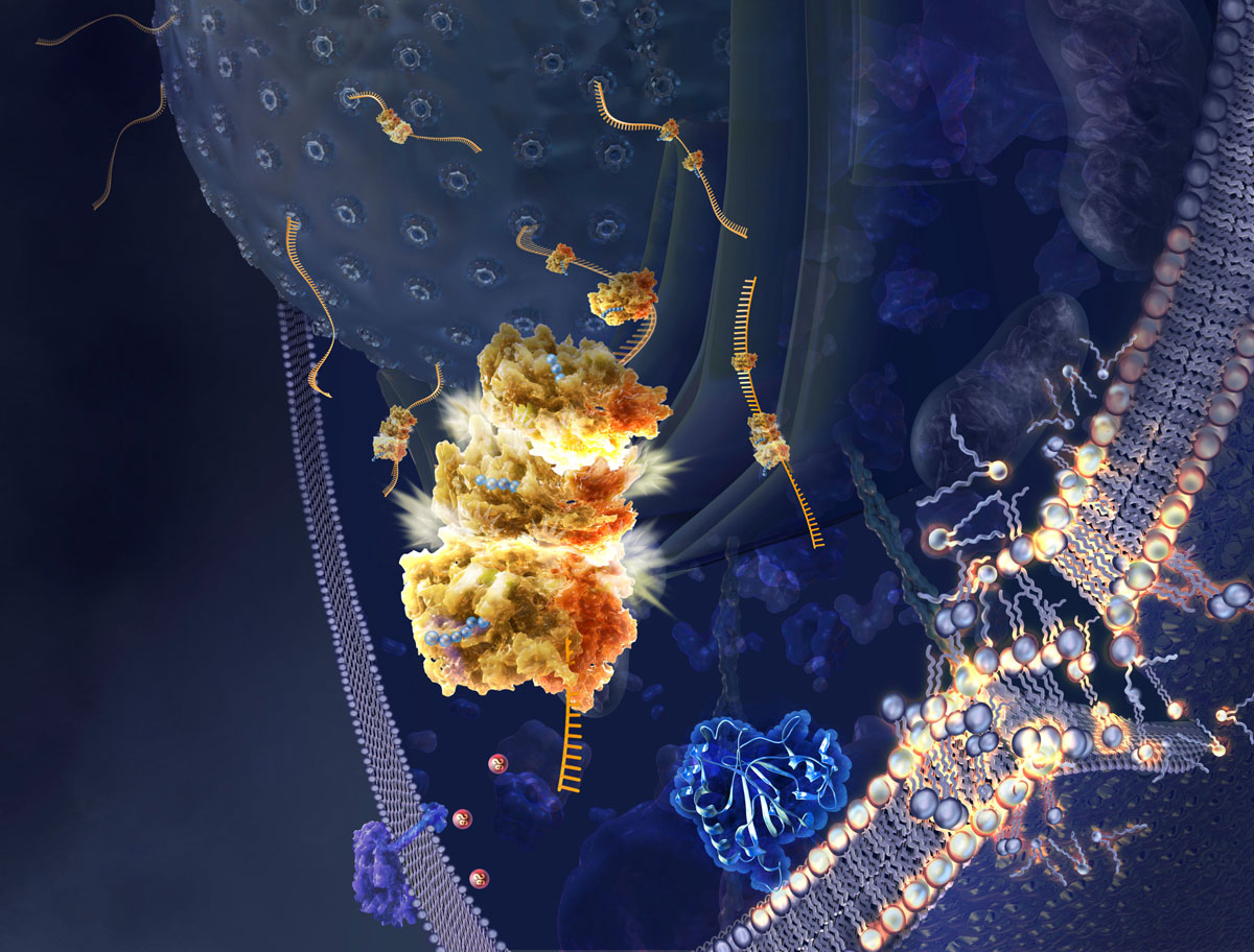 Illustration de la ferroptose © Nicolle R. Fuller / Science Photo Library