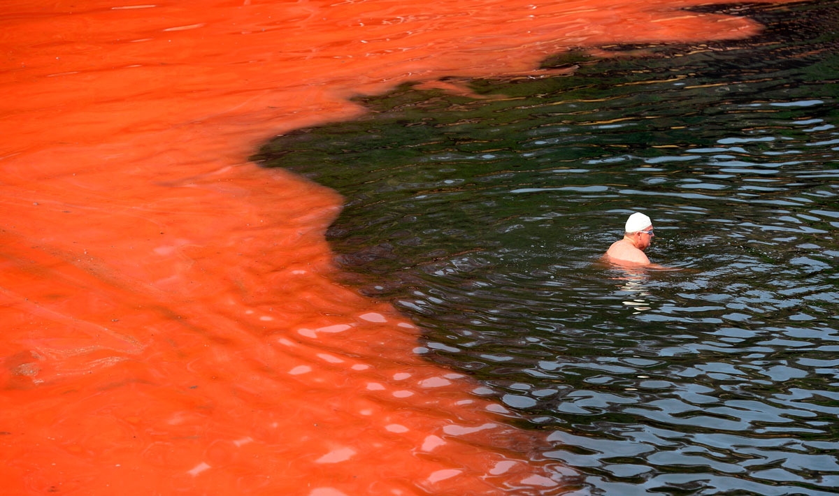 Un nageur arrêté par un bloom d’algues rouges (plage de Covelly, à Sydney, Australie) © William West / AFP