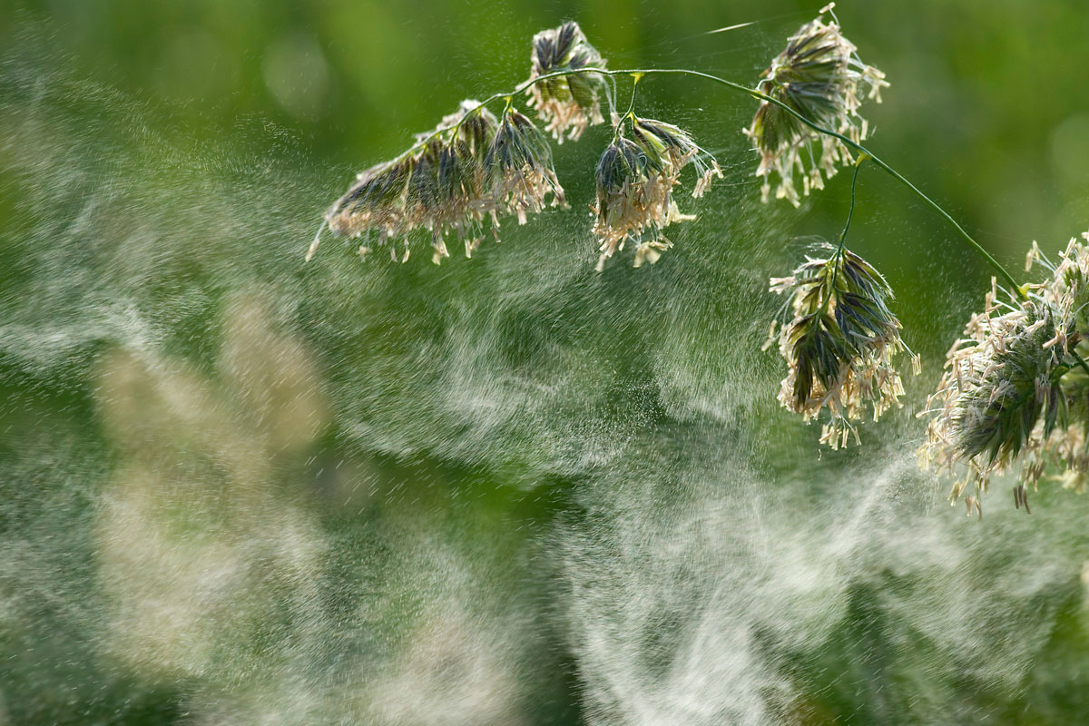 Le vent disperse le pollen de ce dactyle aggloméré © Jürgen Kottmann / stock.adobe.com