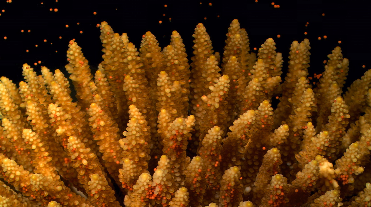 Corail avec petites boules rouges qui flottent autour