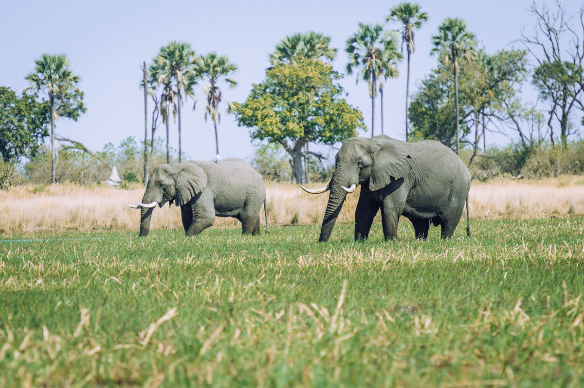 Deux éléphants de savane d'Afrique dans le delta de l'Okavango, au nord du Botswana. 