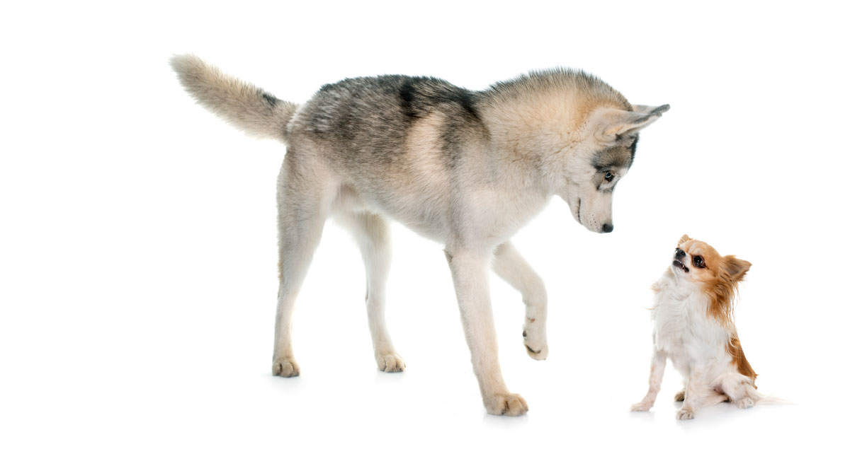 Un husky fait face à un chihuahua © cynoclub / iStock.com by Getty Images