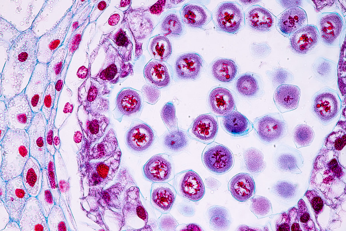 formation des grains de pollen dans une anthère de lys © Sinhyu / iStockphoto.com