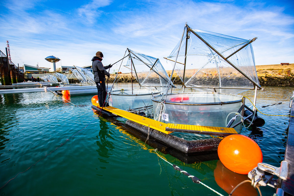 Un chercheur effectue des prélèvements à Helgoland (Allemagne) dans le cadre d'une étude sur l'effet d'une augmentation de l'alcalinité océanique sur le plancton de la mer du Nord.