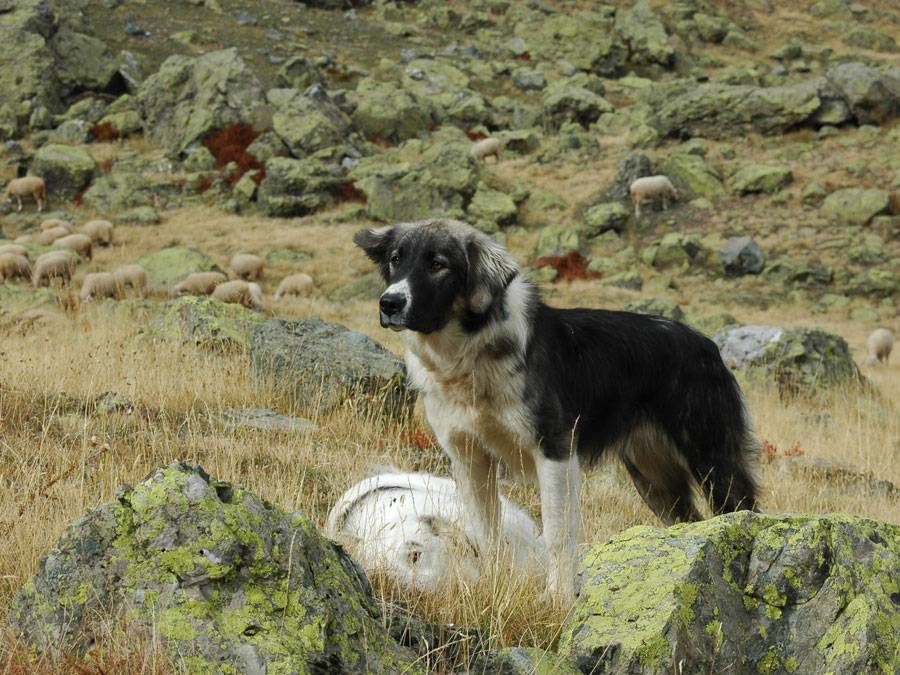 Un chien de protection des troupeaux, en Macédoine du Nord, octobre 2007 © Nicolas Lescureux