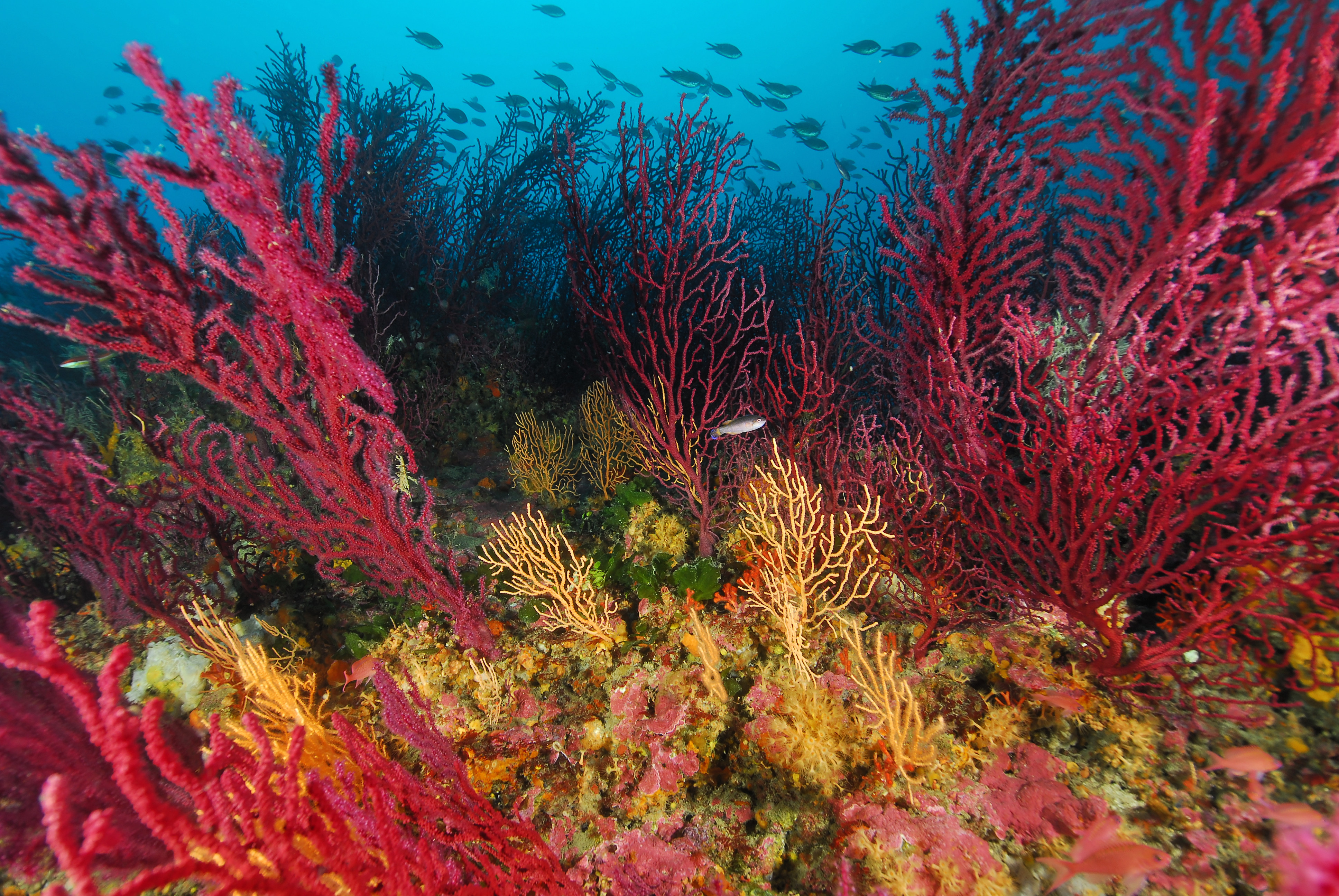Photo d'habitats coralligènes