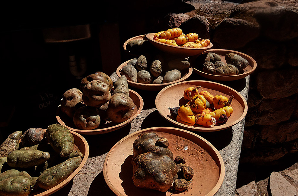 Différentes variétés de pomme de terre de couleurs et de formes différentes