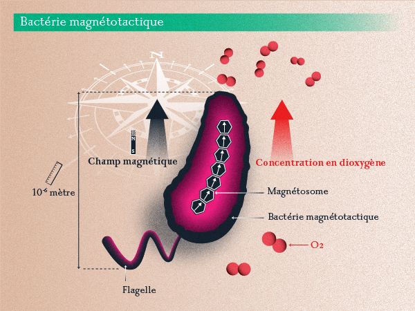 Bactérie magnétotactique. © Emilie Josse