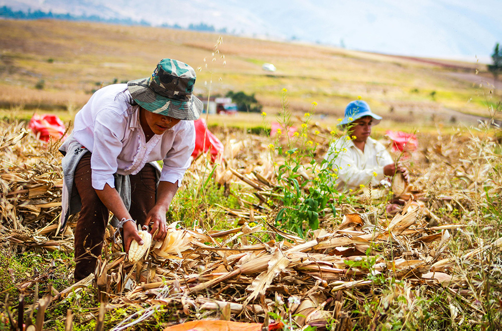 Paysage agricole et agriculteurs récoltant du maïs à Pérù
