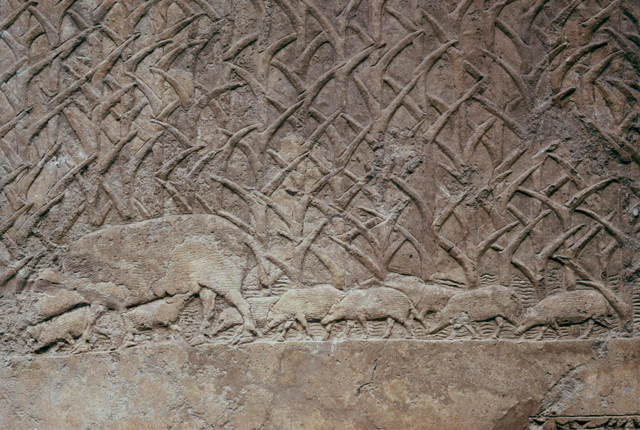 Relief avec une laie sauvage et ses petits cachés dans les roseaux 