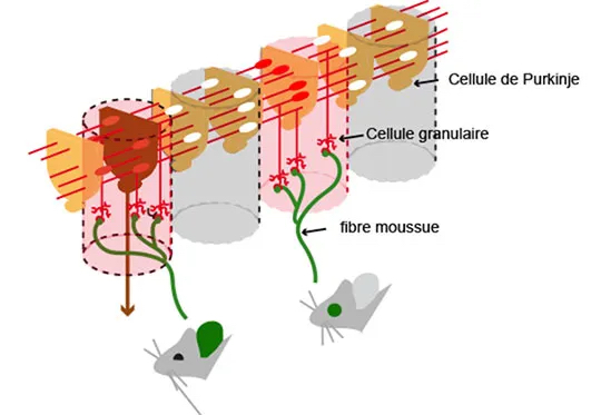 Dessin vectoriel illustrant trois micro-colonnes connectées par des fibres rouges et vertes.