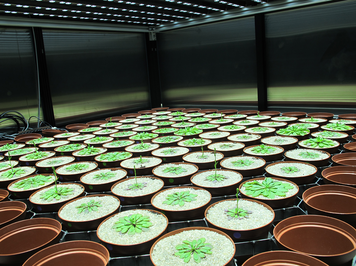 81 plants dans une chambre de culture Imaplant © BIAM/CEA