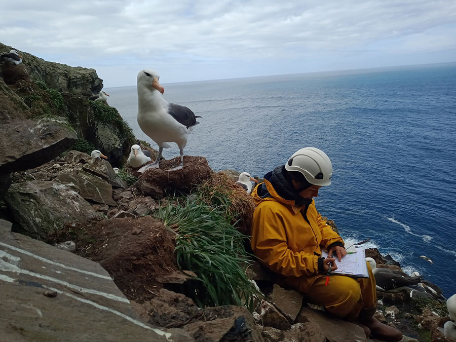 Albatros à sourcils noirs, à Kerguelen, près d’une scientifique en observation