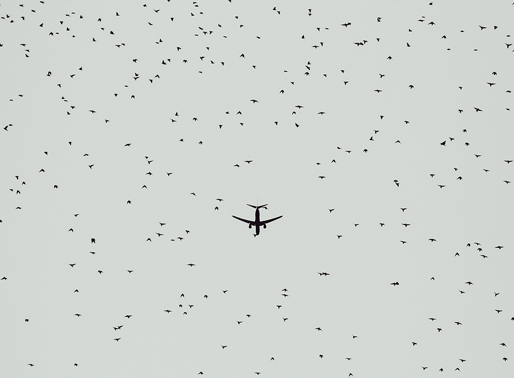 Avion survolant une nuée d’oiseaux.