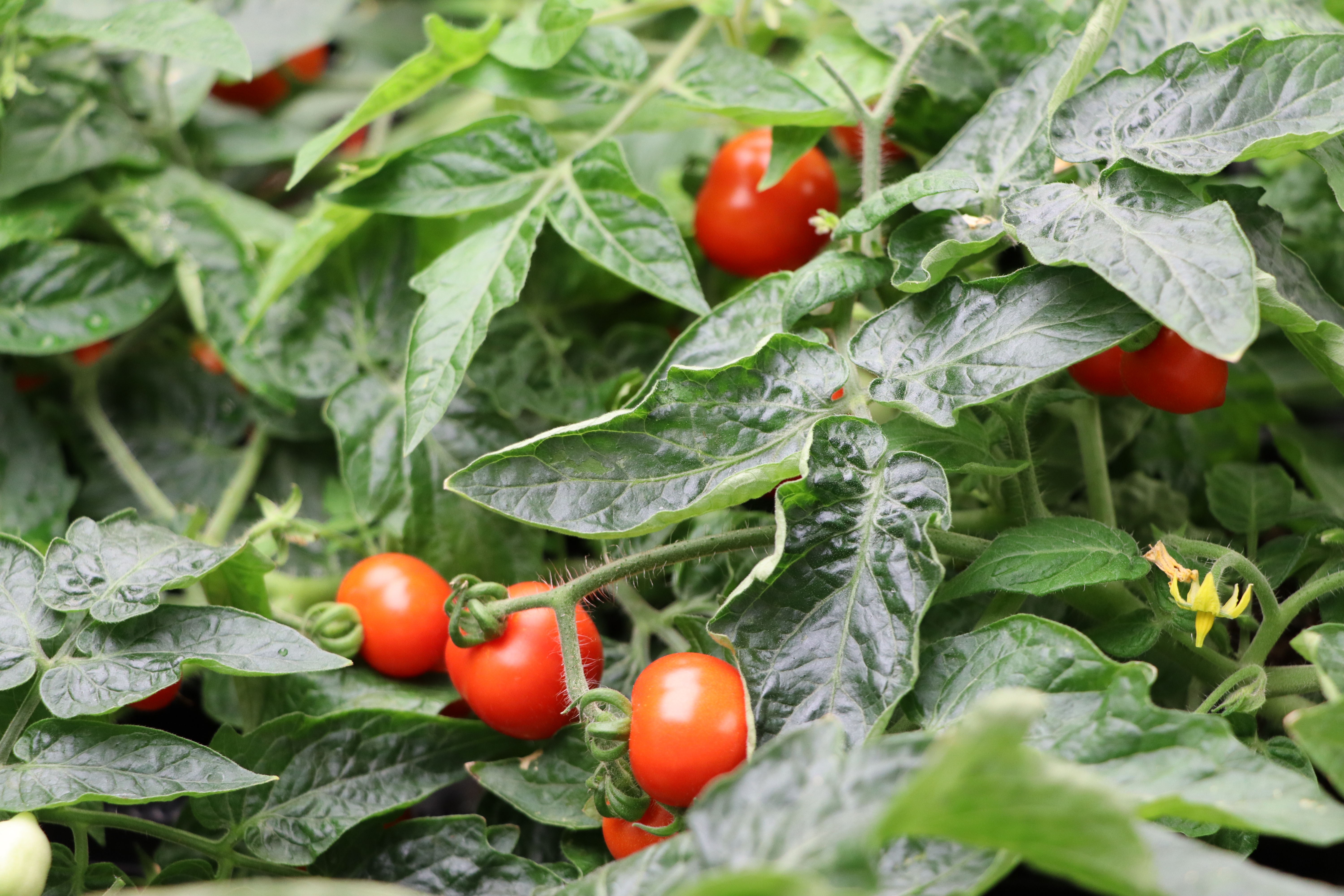 Tomates cerises cultivées en phytotron ©BIAM/CEA