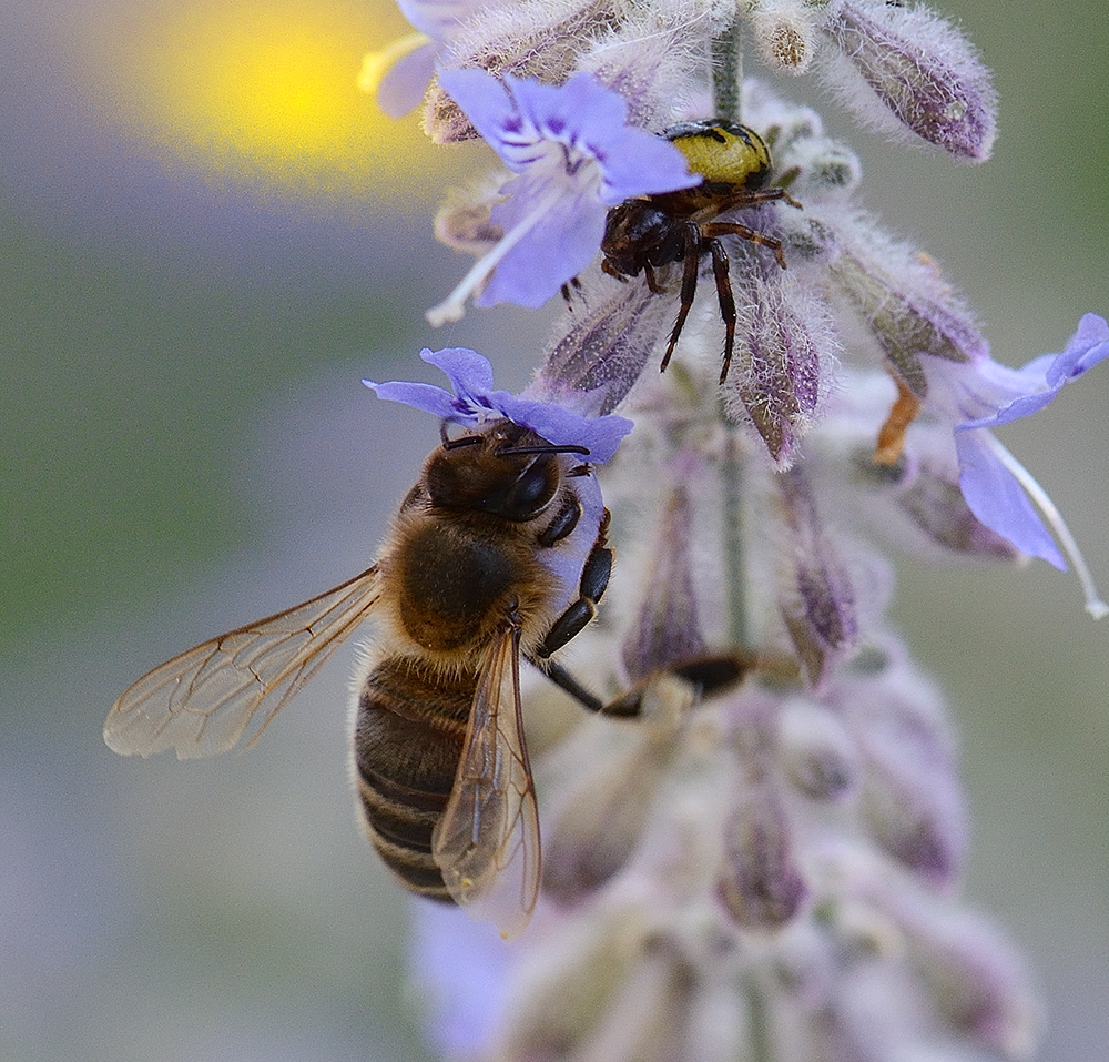 Abeille butinant une lavande où une araignée Synama Globosum est à l’affut © Pierre Charnet