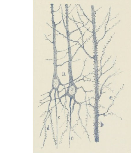 Illustration de S. Ramon y Cajal 
