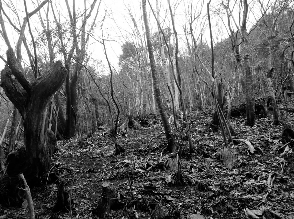 Satoyama forest, Kyoto Prefecture © Anna Tsing