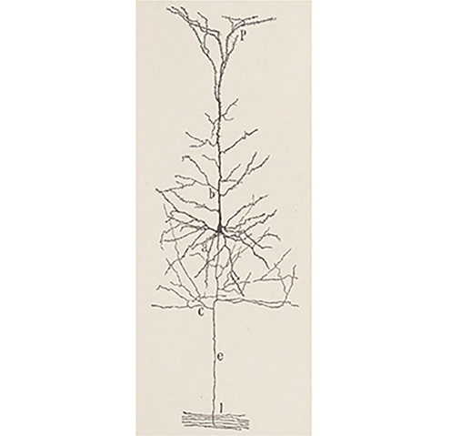 Histologie du système nerveux de l’Homme & des vertébrés, Ramon y Cajal. 