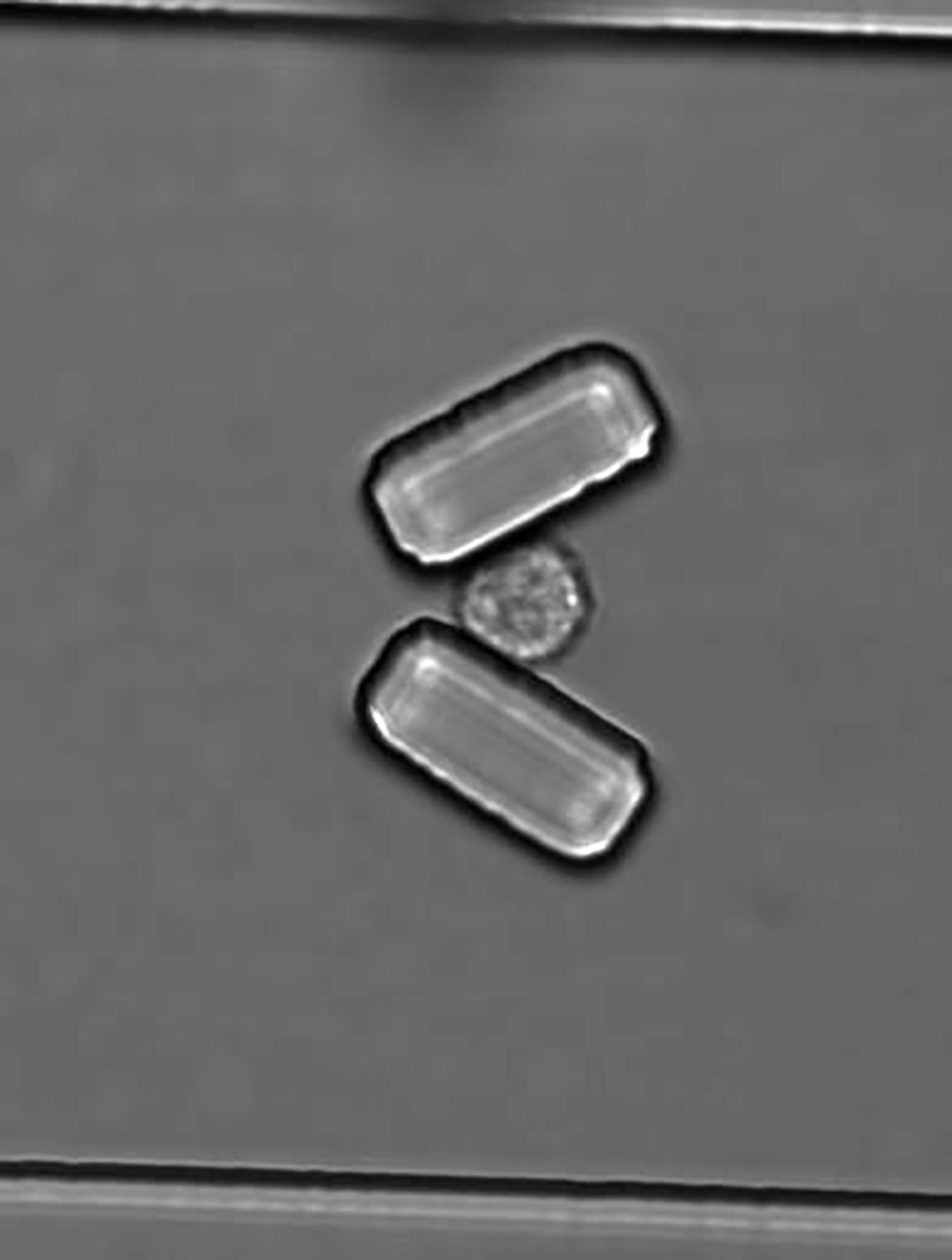 Une cellule HeLa ( ~ 12 microns) dans un piège sous flux continu © Joelle Eid