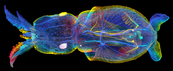 © Nat Clarke, Stanford university, Department of biology, Hopkins Marine Station / Nikon Small World