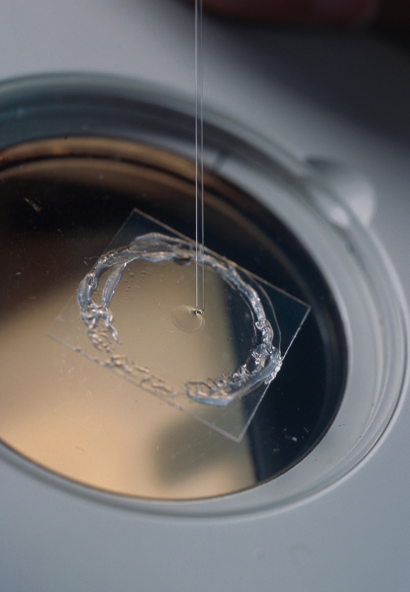 Montage de cristaux de protéine dans un capillaire de verre pour l'exposer aux rayons X. © Laurence MEDARD/CNRS Images