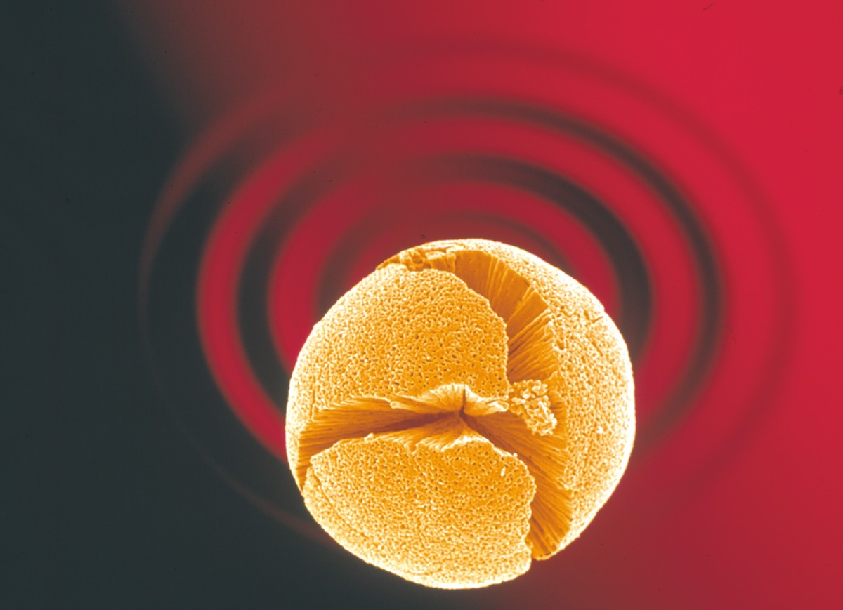 Grain d'oxyde de titane. Photographie prise au microscope électronique à balayage. © Didier COT / CNRS Images