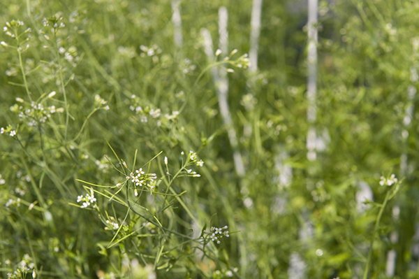 Gros plan sur des hampes florales de l’arabette des dames. © Benoît Rajau/IBMP/CNRS Images Gros plan sur des hampes florales de l’arabette des dames. © Benoît Rajau/IBMP/CNRS Images