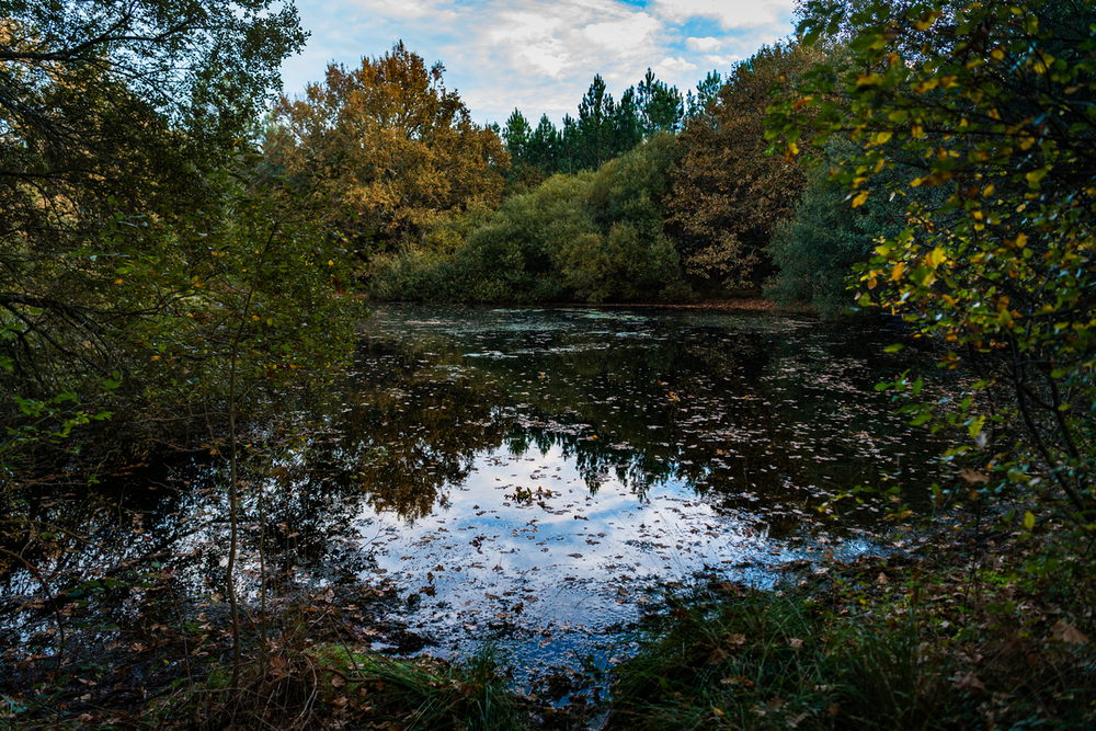 Lagune du parc régional des Landes de Gascogne © Cyril Frésillon / Fire-landes / CNRS Images