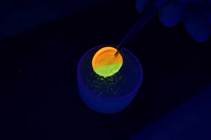 Pastille de PMMA dans laquelle est dispersé un MOF et immergée dans un liquide N2 (luminescence verte) alors que la partie supérieure (Température ambiante) présente une luminescence orange © Zoé LANGUENOU.