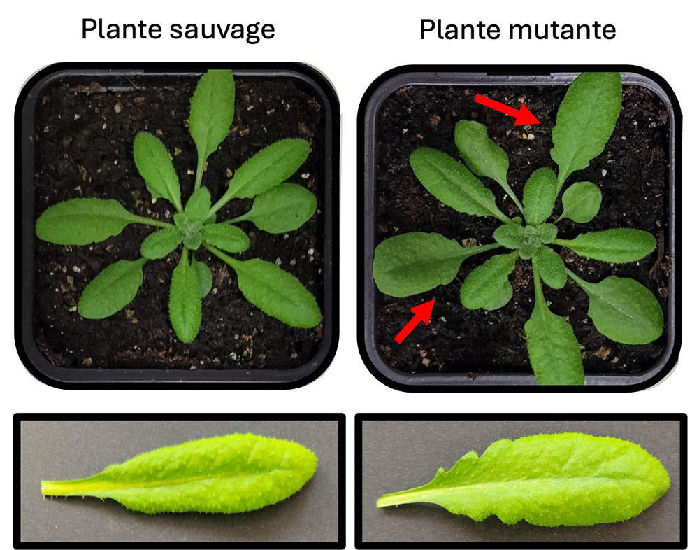 Comparaison entre une plante Arabidopsis thaliana sauvage et une plante mutante dans laquelle la voie de dégradation co-traductionnelle n’est pas active. © Rémy Merret