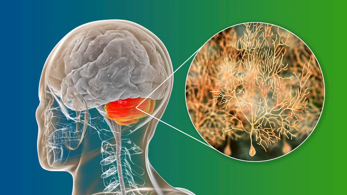 Le cervelet fait la jonction entre le tronc cérébral et le reste du cerveau.