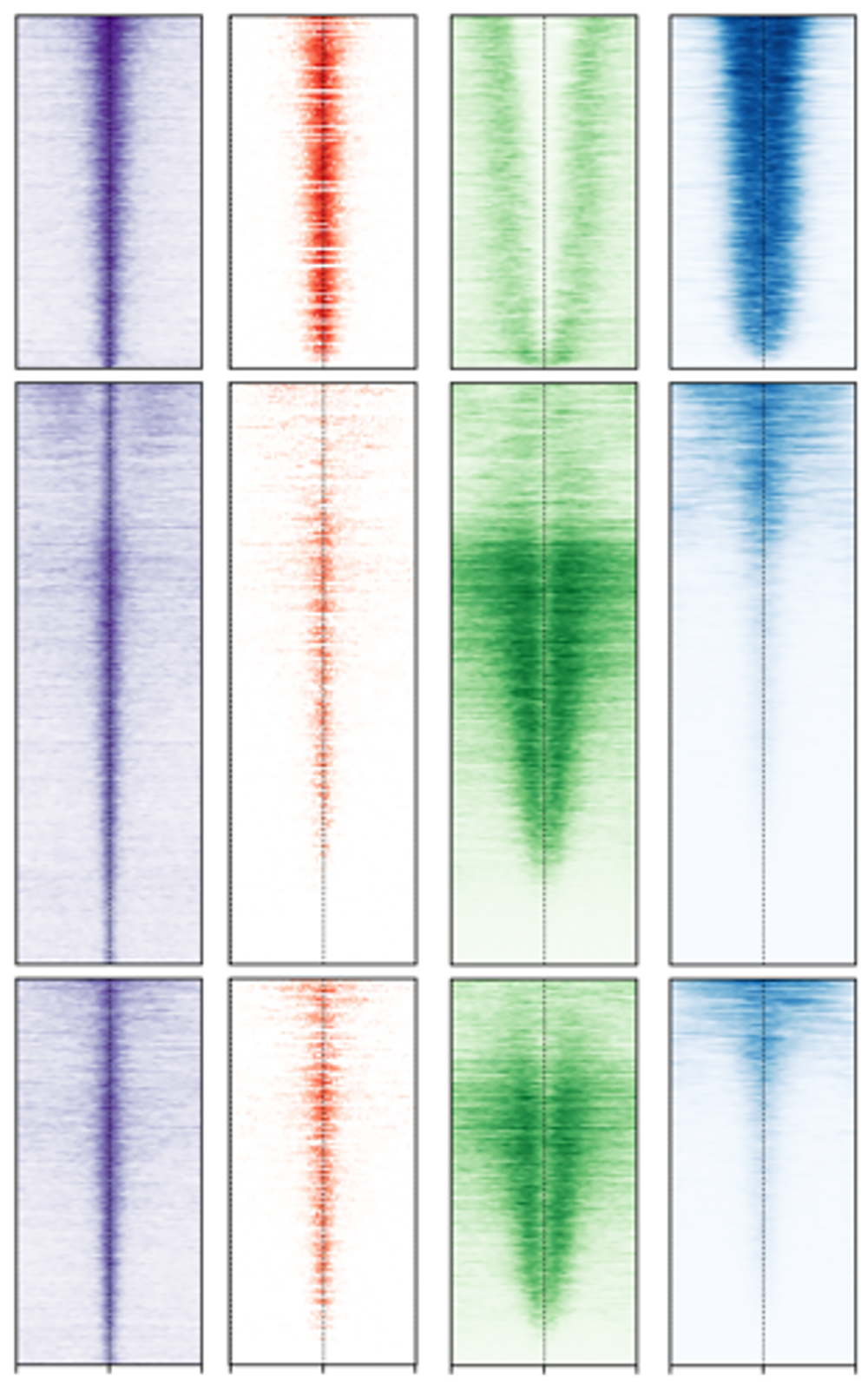 Illustration des profils de localisation de SAGA à la chromatine (en violet), de l’accessibilité de l’ADN (orange), d’une marque d’histone enrichie aux ‘enhancers’ (vert) et d’une marque d’histone enrichie aux promoteurs (bleu) identifiées par séquençage haut-débit. Chaque ligne correspond à une région du génome humain régulant la transcription, dont plus de 15 000 sont montrées sur ces cartes © Dom Helmlinger