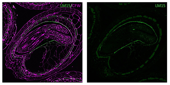 Coupe d’une graine d’Arabidopsis thaliana montrant l’élimination de l’albumen autour de l’embryon. © Eduardo Berenguer  Graines d’Arabidopsis thaliana vues en coupe et colorisées