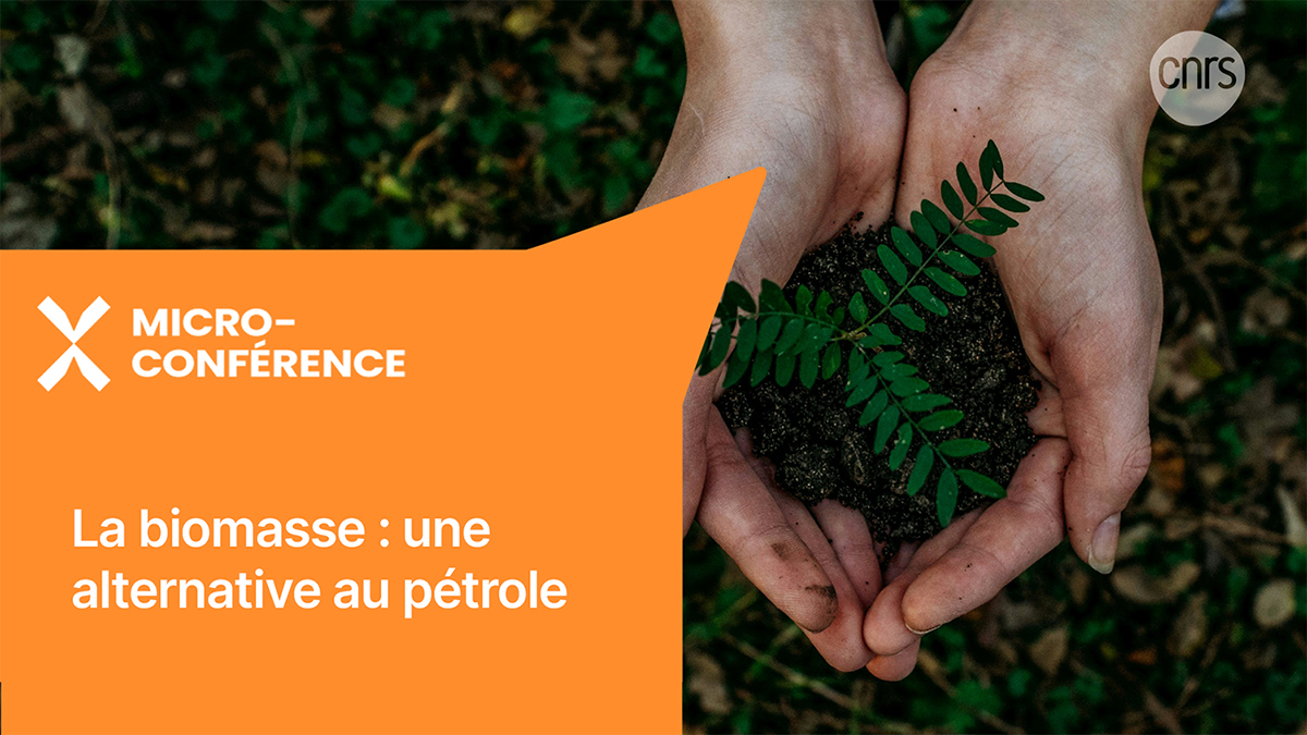 Visuel_micro_conf_biomasse_Unsplash_Noah_Buscher_fs