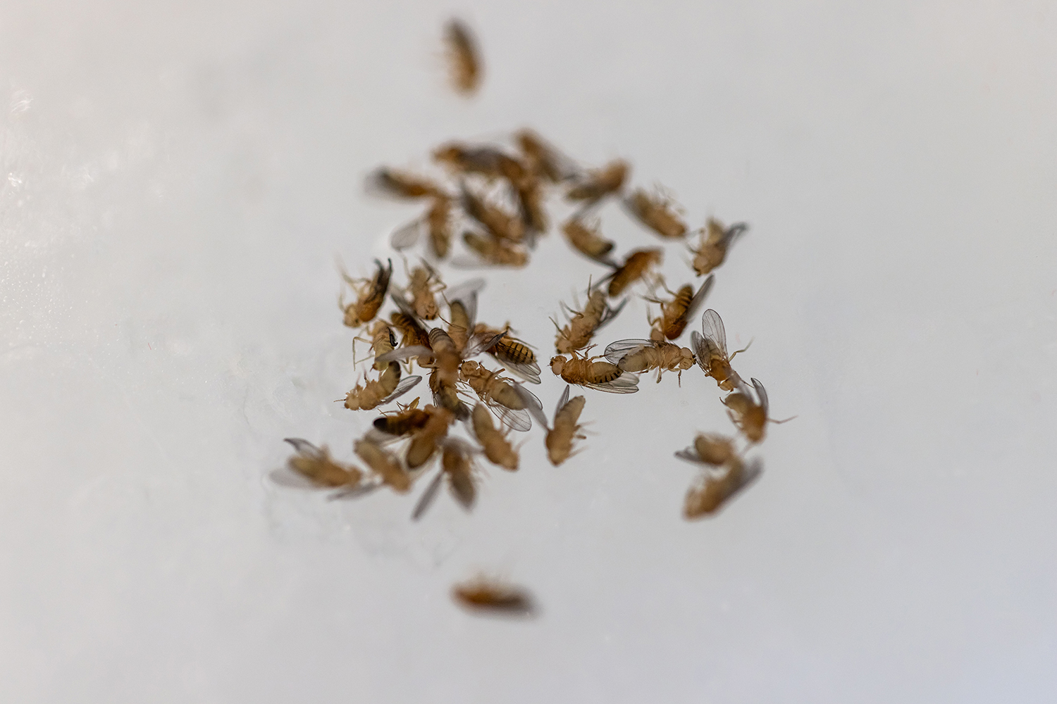 Drosophiles anesthésiées par le froid © Simon BIANCHETTI / LBBE / CNRS Images