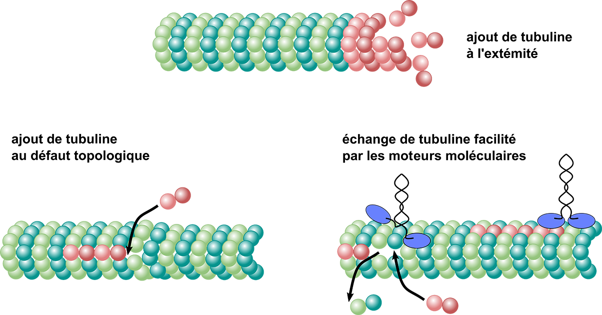 Dynamique du réseau de tubuline
