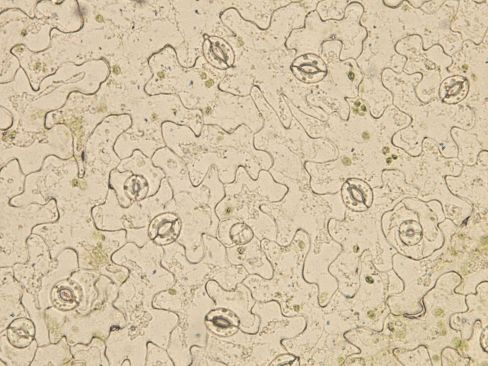 Épiderme de feuille d’Arabidospsis thaliana, avec plusieurs stomates visibles à sa surface. © Alexis De Angeli