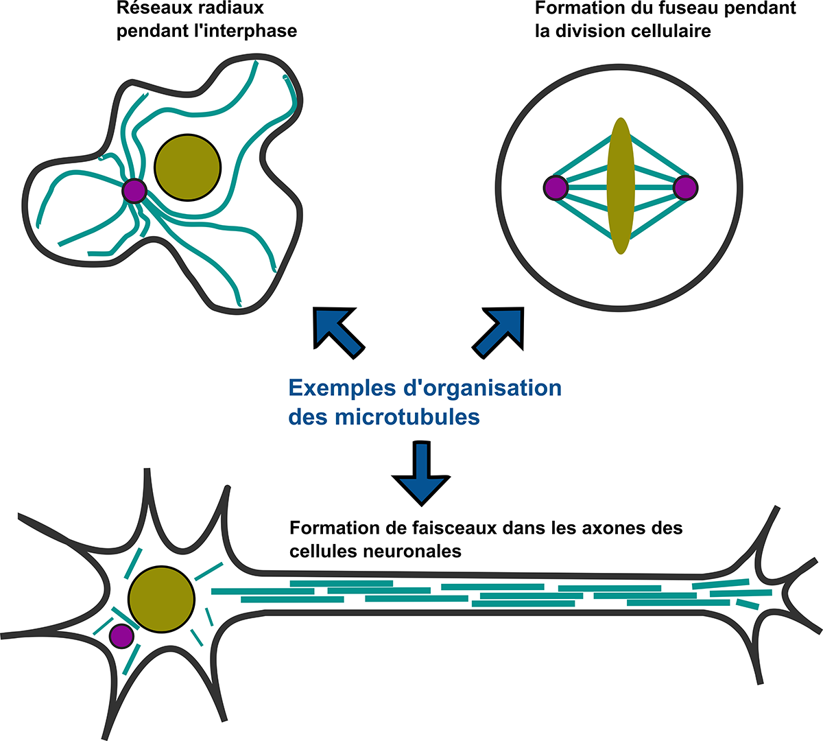 Exemples d'organisation des microtubules