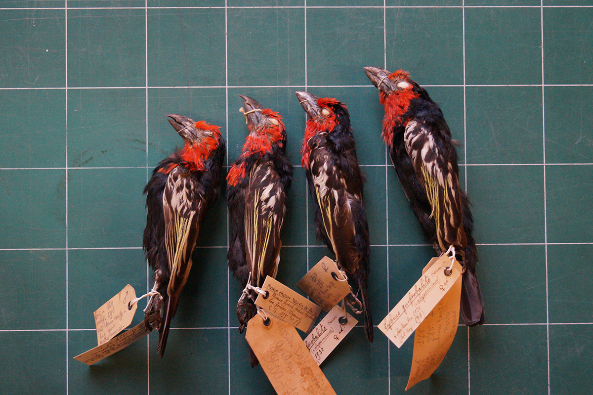 Spécimens de Barbican guifsobalito (Lybius guifsobalito), consultation du 12 janvier 2023, Muséum national d’histoire naturelle, Paris (MNHN-ZO-MO-1937-31 à 34).