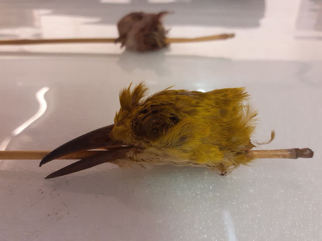 Amulettes à têtes d’oiseaux, utilisées notamment pour la teinture à l’indigo, acquises à Netteboulou (Sénégal) par la mission Dakar-Djibouti le 20 juin 1931, consultation du 17 janvier 2024, musée du quai Branly-Jacques Chirac (71.1931.74.151 et 71.1931.74.156)