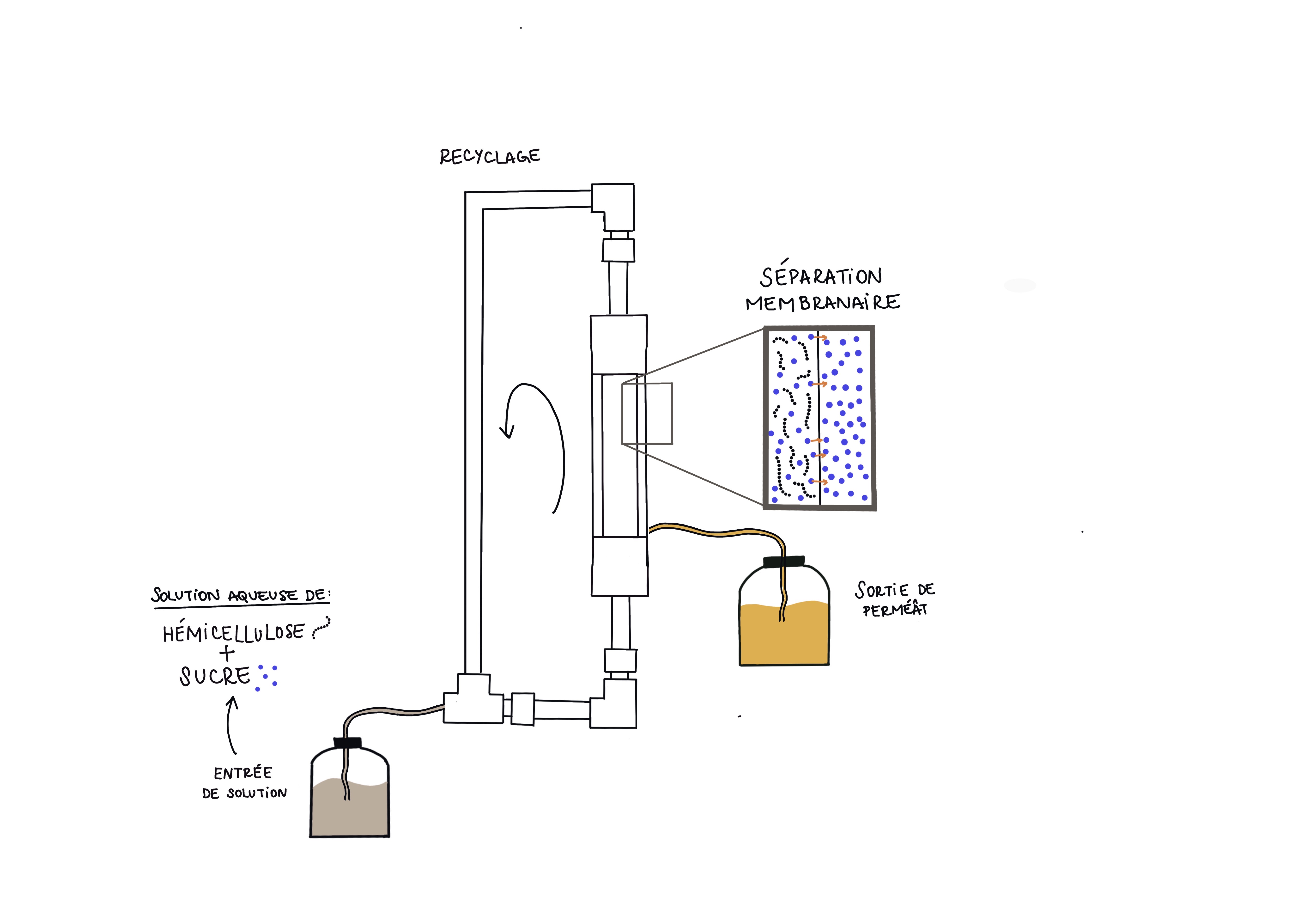 Schéma du séparateur membranaire utilisé dans le cadre du projet CHICHE. Ici, les sucres du mélange réactionnel sont transportés dans un deuxième compartiment grâce à une séparation membranaire. ©Victoria Freitas