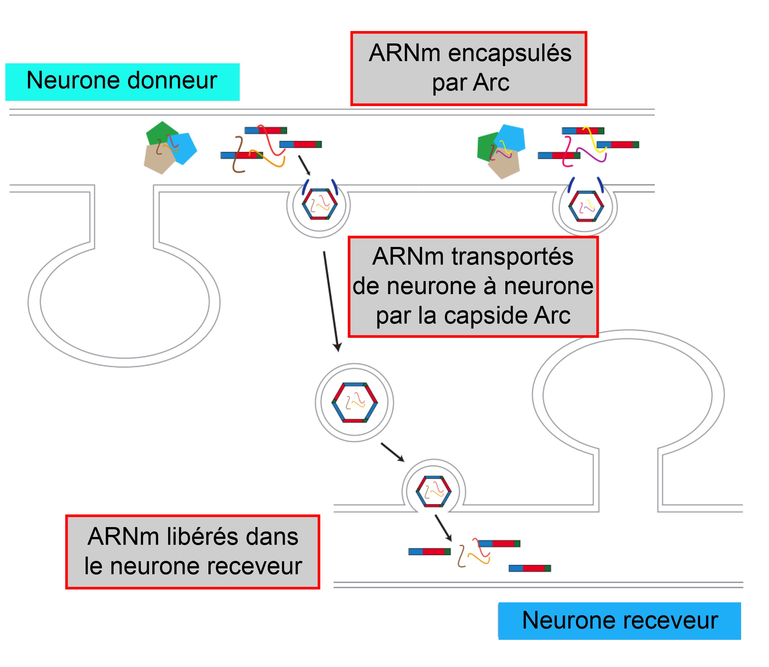  1/ Dans le neurone donneur, les protéines Arc s'auto-assemblent et encapsulent l'ARN messager (ARNm) de Arc. 2. Les capsides produites sont libérées dans le milieu extracellulaire via des vésicules. 3. Les capsides " infectent " le neurone receveur. 