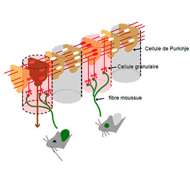 Dessin vectoriel illustrant trois micro-colonnes connectées par des fibres rouges et vertes.