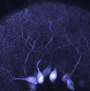 neurone bleu brillant avec arborisation dendritique en forme d’arbre. © INCI, CNRS/Unistra