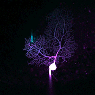  neurone violet éclatant, dendrites fines, fond noir. © INCI, CNRS