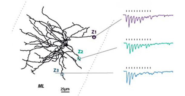 Dessin dendrite noir + trois points Z1-Z3 ; à droite, trois courbes violette, verte, bleue. © INCI, CNRS