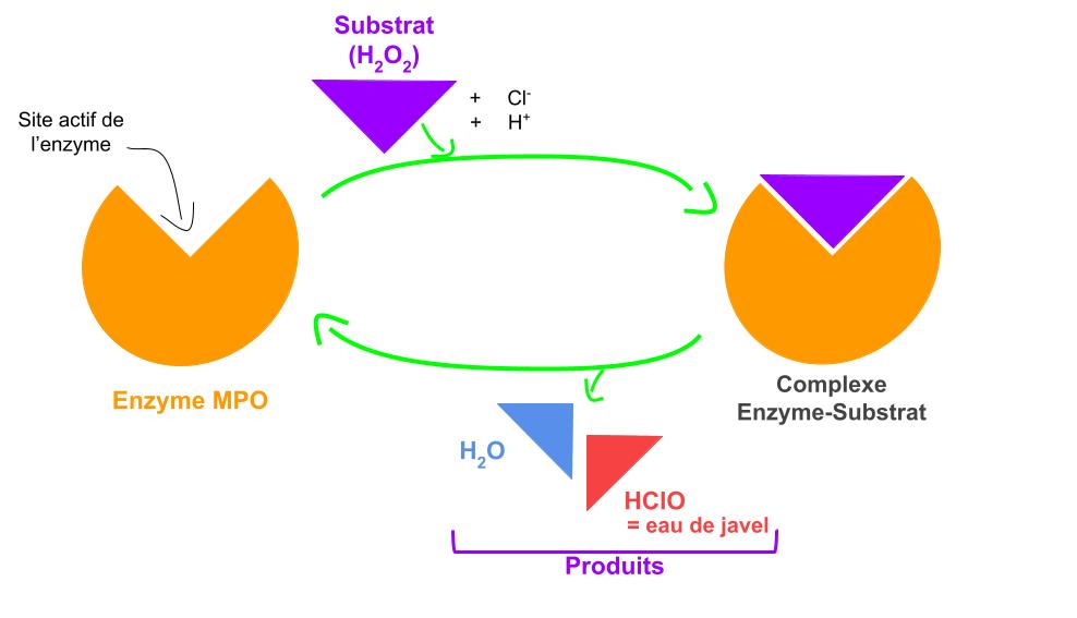 Schéma simplifié du fonctionnement de l’enzyme myéloperoxydase (MPO)