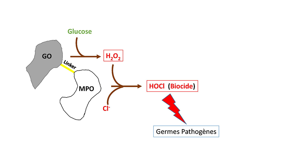 Représentation schématique du couplage entre la glucose-oxydase (GO) et la myéloperoxydase (MPO)